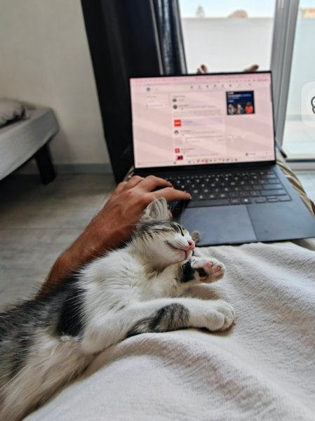 Lucy cherche une famille à La Marsa 🐱