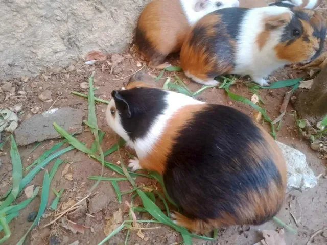 خنازير غينية
