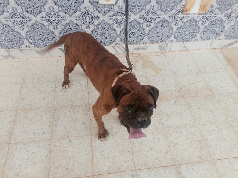 فايزر — Adoption d'animaux en Tunisie Kairouan