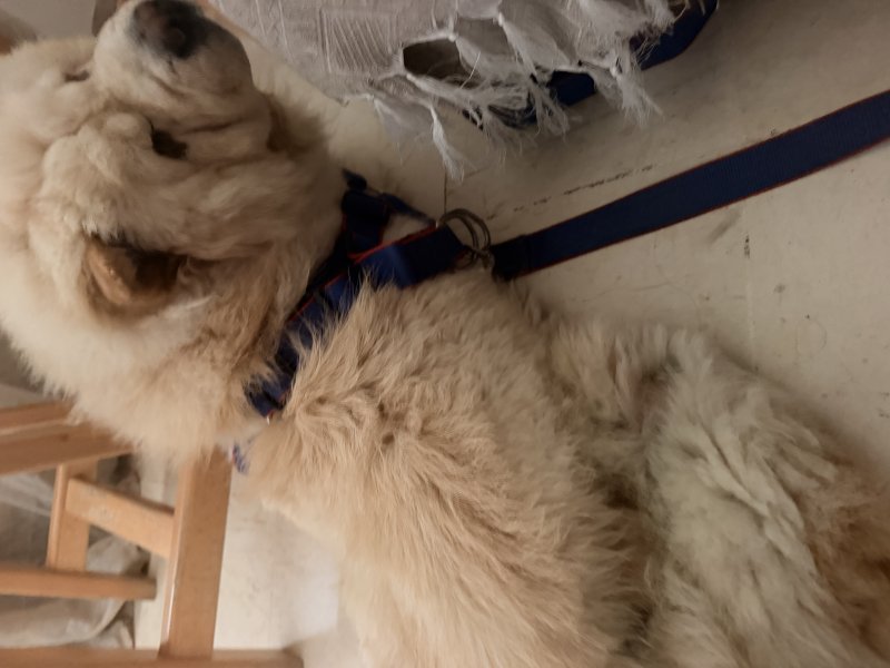 Hermès — Adoption d'animaux en Tunisie Ariana