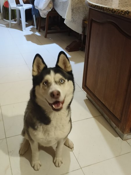 Eva — Adoption d'animaux en Tunisie Ariana