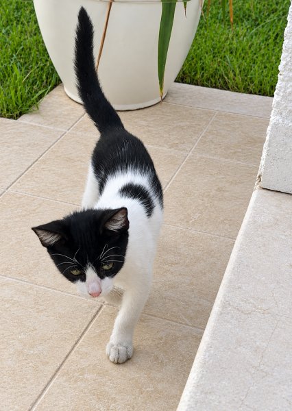 Félix — Adoption d'animaux en Tunisie Tunis