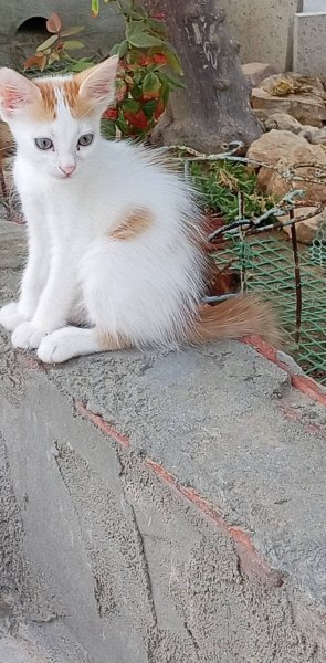 blanca&chakcouka — Adoption d'animaux en Tunisie Medenine