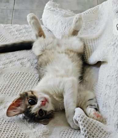 Lucy cherche une famille à La Marsa 🐱