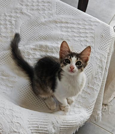 Lucy cherche une famille à La Marsa 🐱
