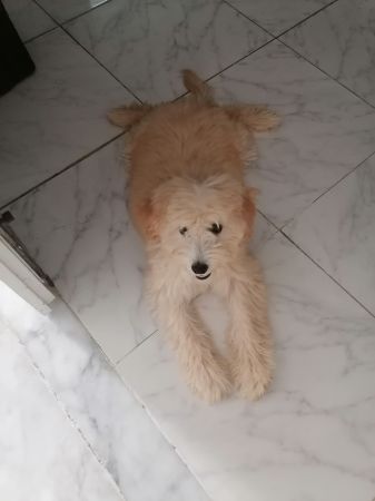 Lolita