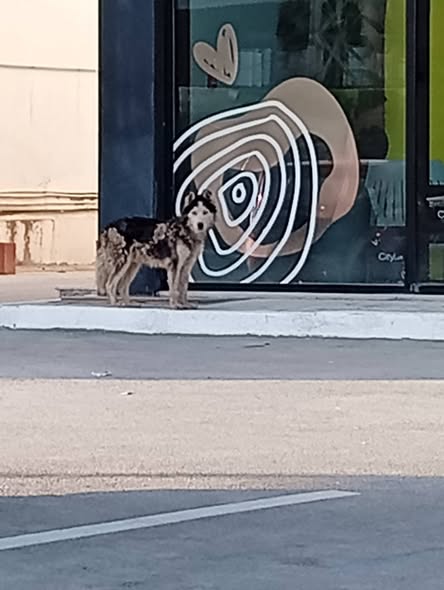 Chien à adopter