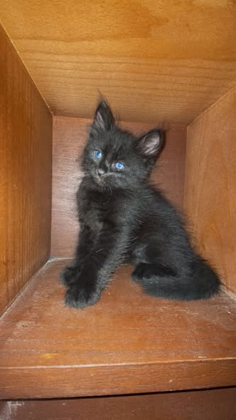 Chat à adopter