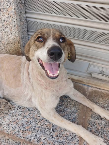 Chien à adopter