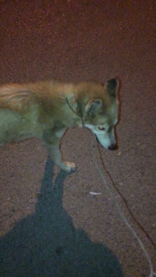 Chien à adopter