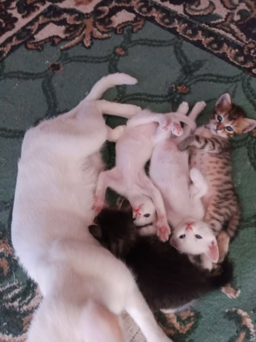 Chat à adopter