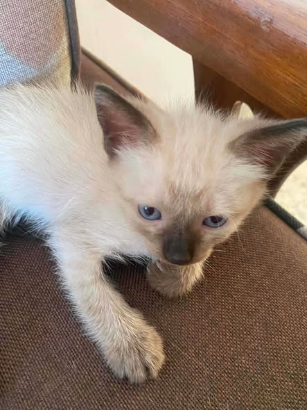 Chat à adopter — Adoption d'animaux en Tunisie Bizerte