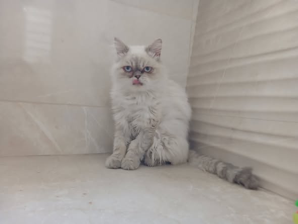 Chat à adopter