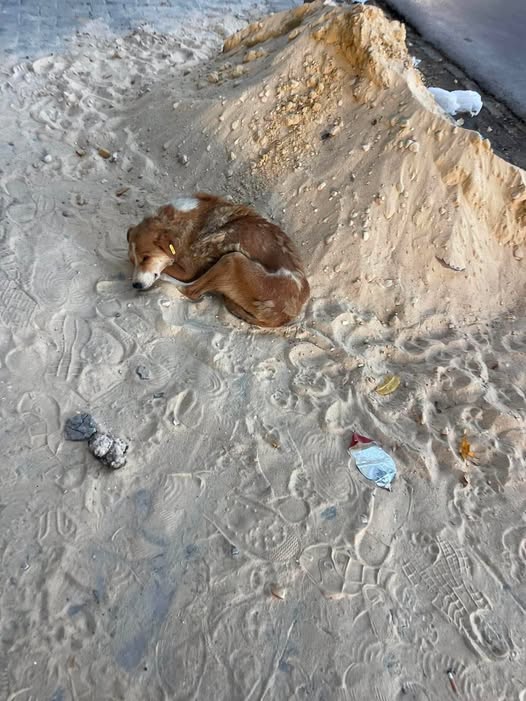 Chien à adopter — تبني الحيوانات في تونس تونس