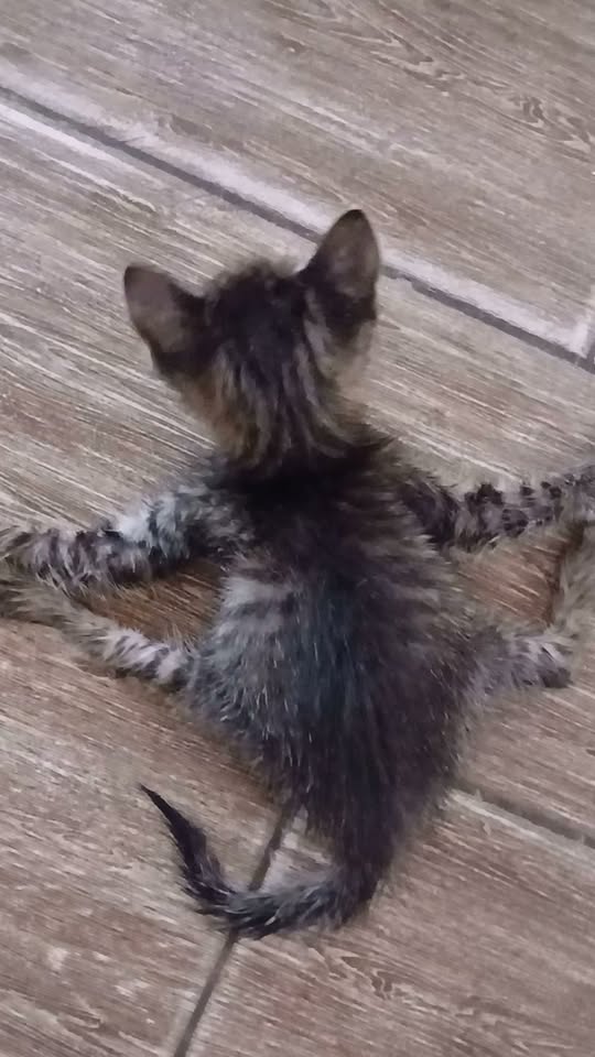 Chat à adopter