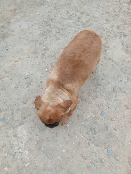 Chien à adopter