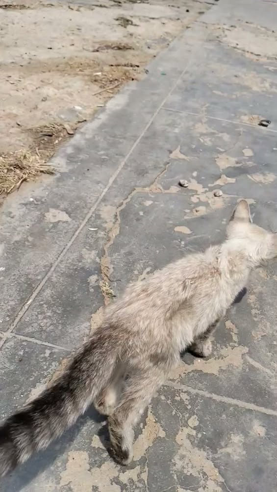 Chat à adopter