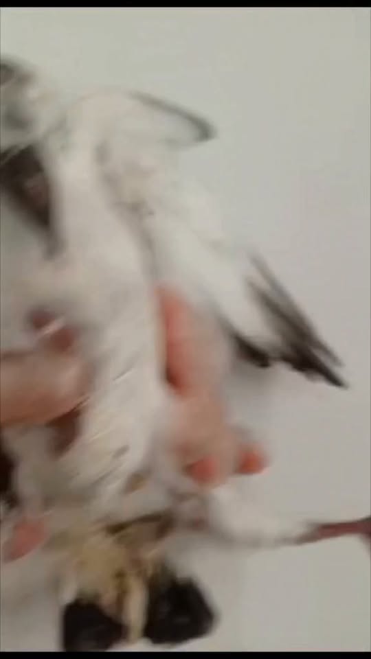 pigeonneau
