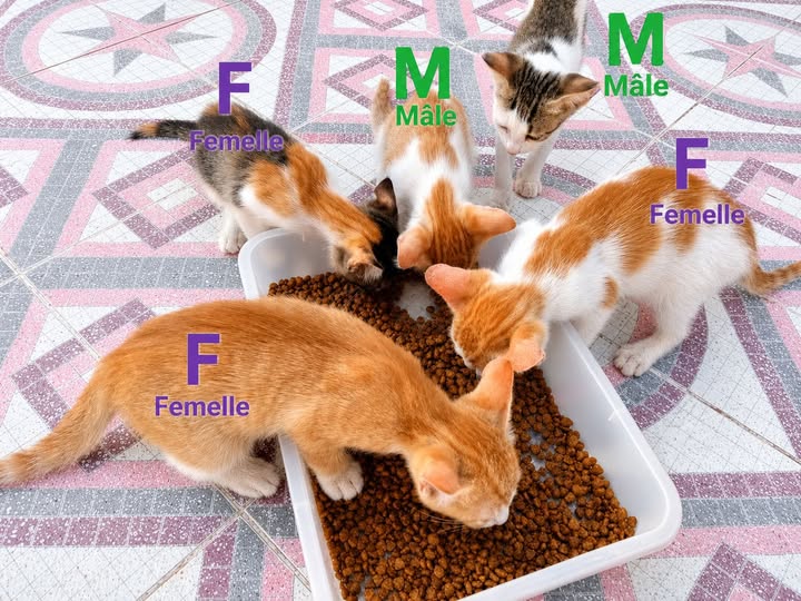 Chat à adopter