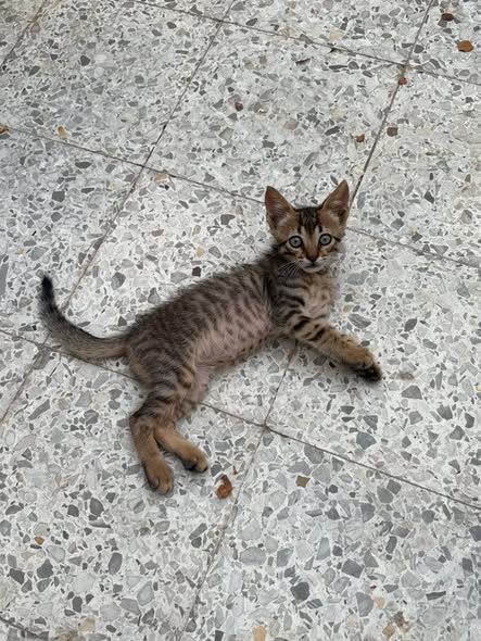 Chat à adopter