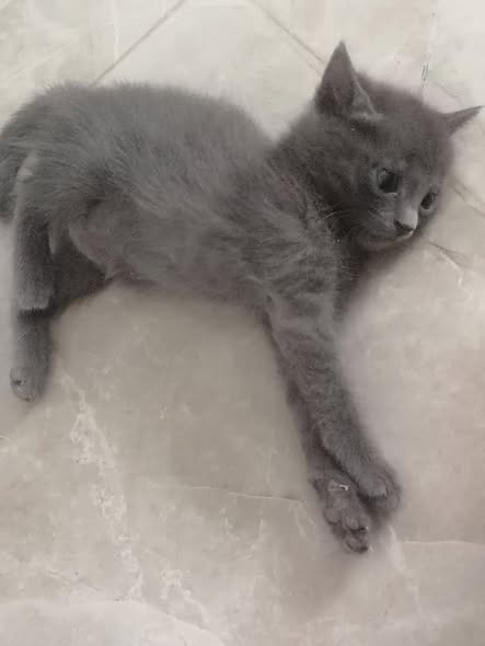 قطوس