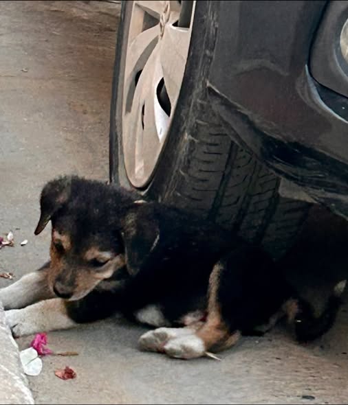 Chien à adopter