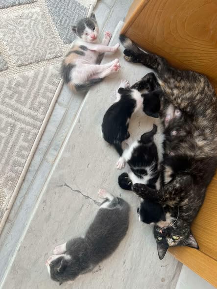 القطوسة