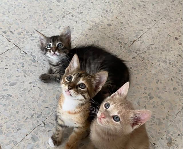 Chat à adopter
