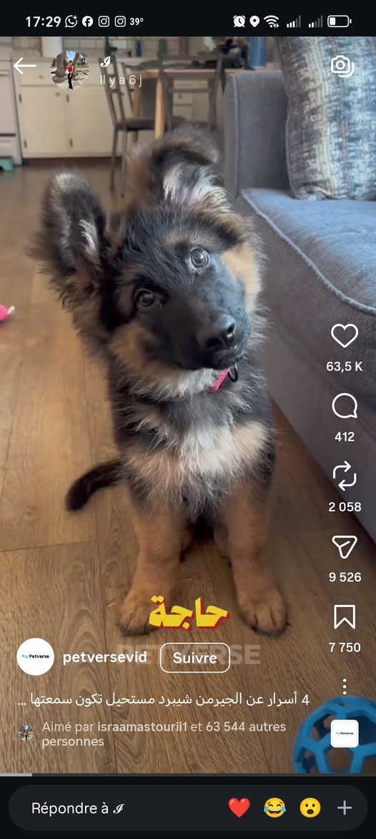 Chien à adopter