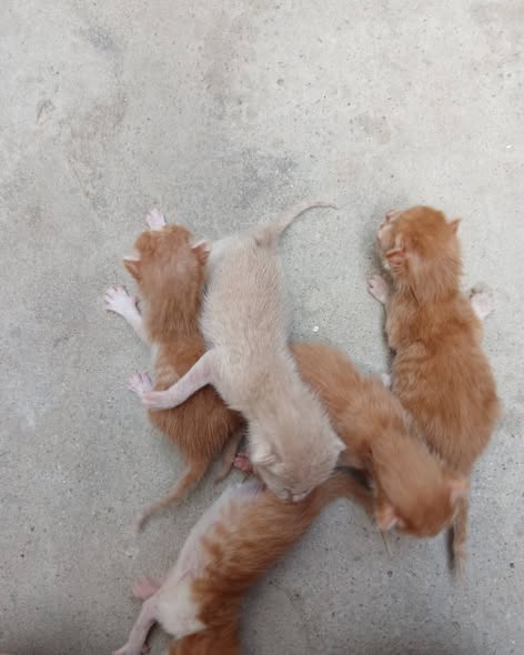 Chat à adopter