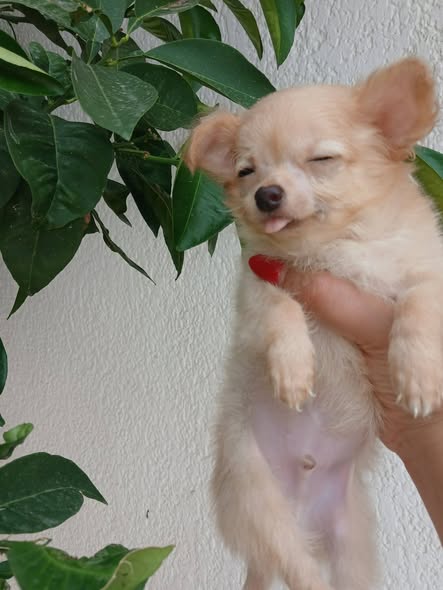 Chien à adopter