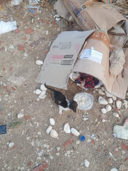 قطوسة — Adoption d'animaux en Tunisie Kairouan