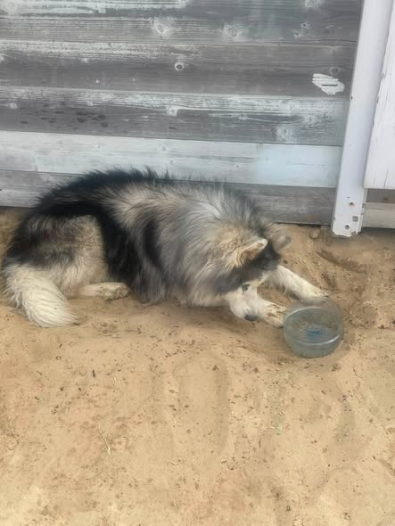 Chien à adopter
