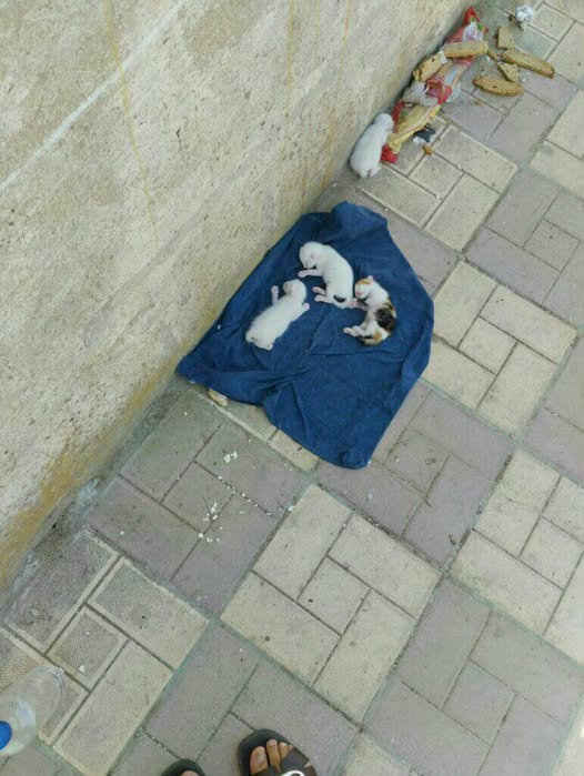 Chat à adopter