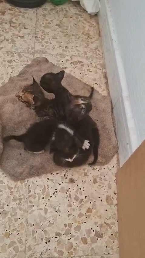 Chat à adopter