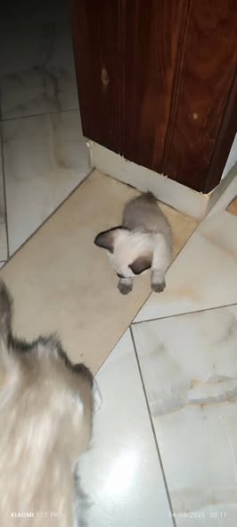 Chat à adopter