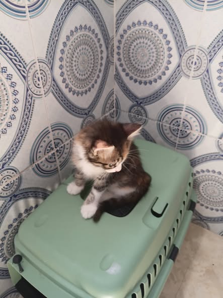 Chat à adopter