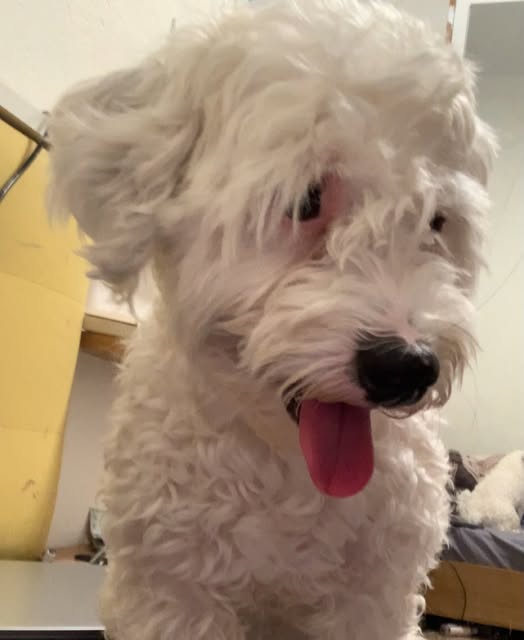 Chien à adopter