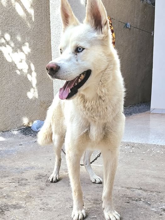 Chien à adopter
