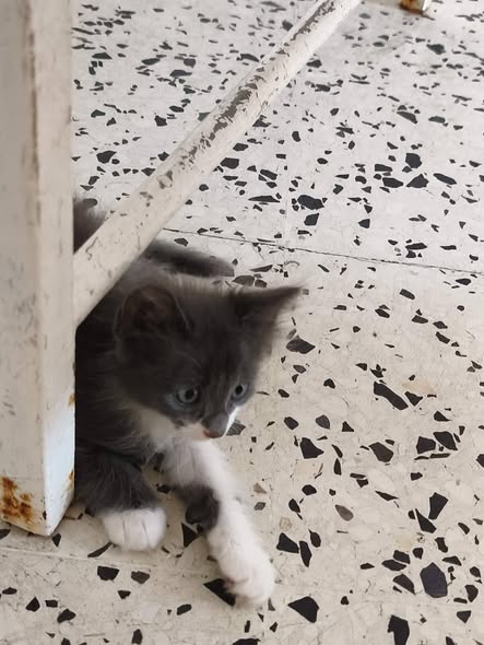 Chat à adopter