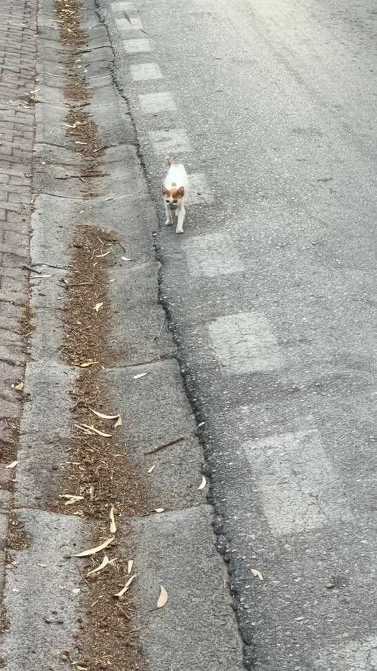 Chat à adopter