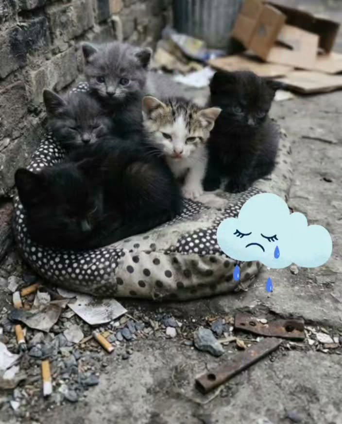 Chat à adopter