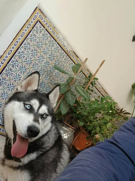 Chien à adopter — Adoption d'animaux en Tunisie Gafsa