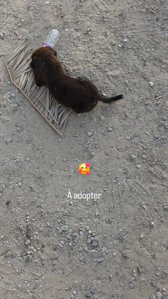 Chien à adopter