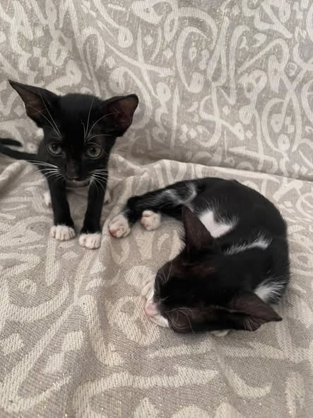 Chat à adopter