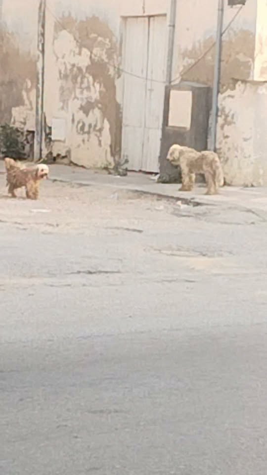 Chien à adopter