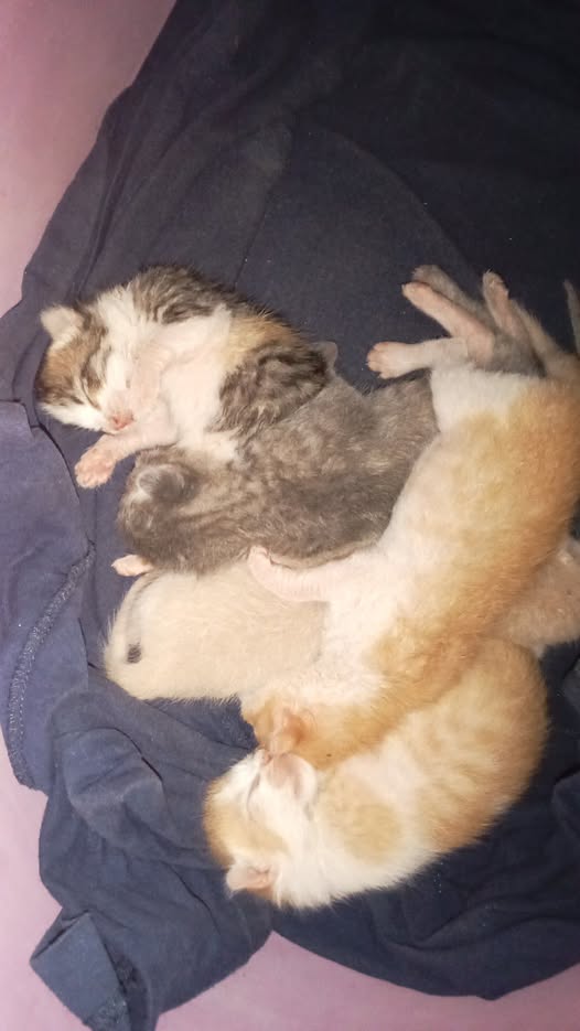 Chat à adopter