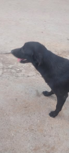 Chien à adopter