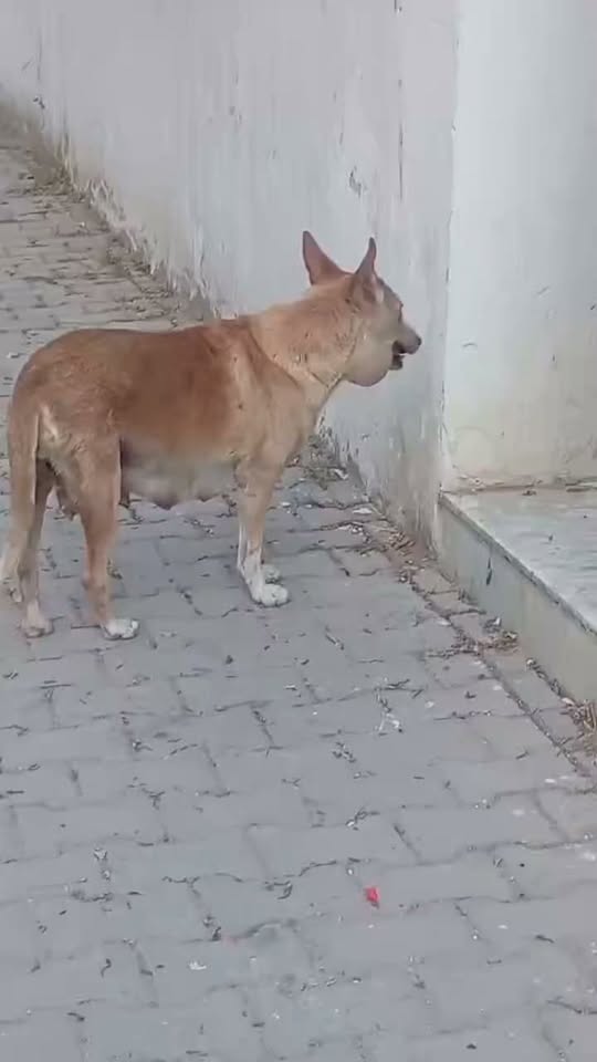 Chien à adopter — Adoption d'animaux en Tunisie Monastir
