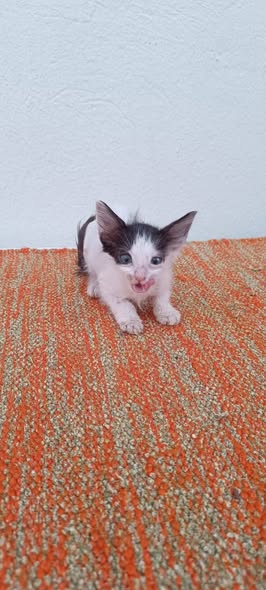 Chat à adopter